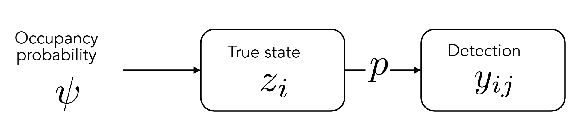 Summary diagram of the structure of an occupancy model.