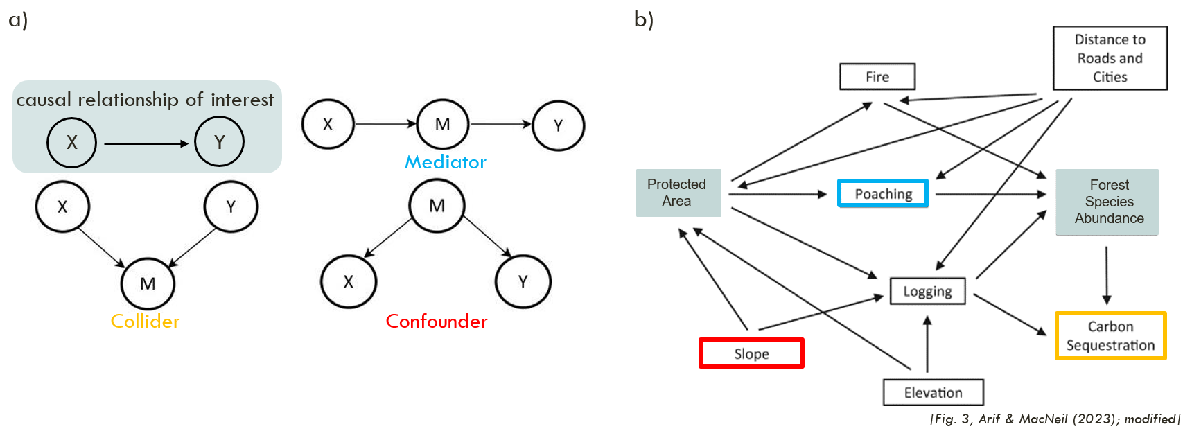 Fig.2: a) Illustration of variable ‘M’ acting as mediator, collider or confounder in in the causal relationship between X and Y. b) identifies each type in a real world example. For example, when studying the total effect of ‘Protected Area’ on ‘Forest Species Abundance’, one would want to include ‘slope’ but omit ‘poaching’ and ‘carbon sequestration’ which might bias the estimation. Please note that these only are examples of confounder, mediator and collider in the displayed system (modified after Fig. 3 Arif & MacNeil (2023) )